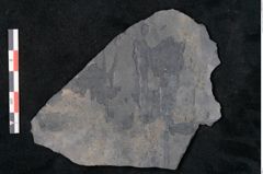 Foto (Detailansicht) von Syringodendron cyclostigma Brongniart (NHMW-GEO-2024-0188-11104)